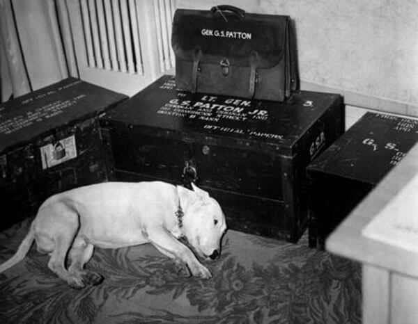 Собака Джорджа Паттона скучает по погибшему хозяину, 1945