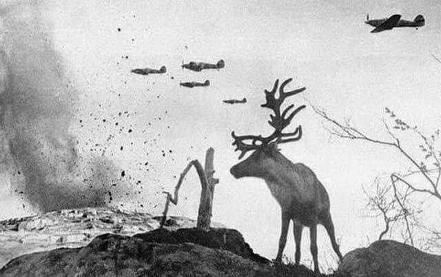 Олень на войне, 1941-1945