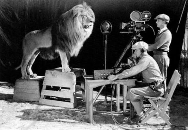 Съемки лева для логотипа MGM